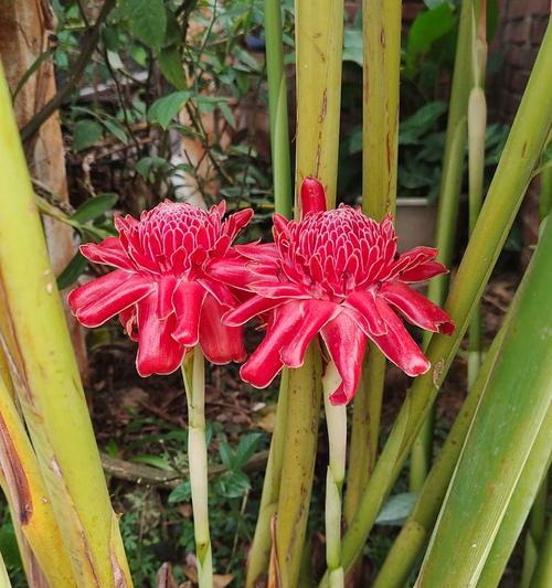 红花文殊兰的花语有哪些？它代表了什么？
