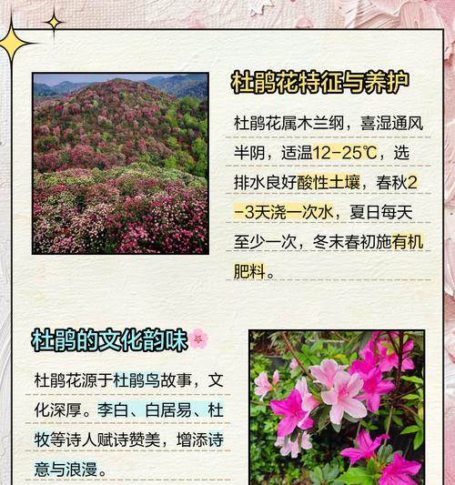 盆栽杜鹃花的花语是什么？它象征着什么？