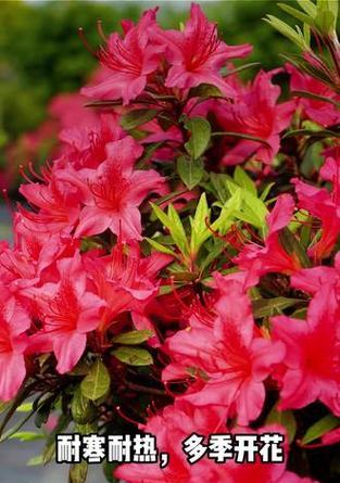 盆栽杜鹃花的花语是什么？它象征着什么？
