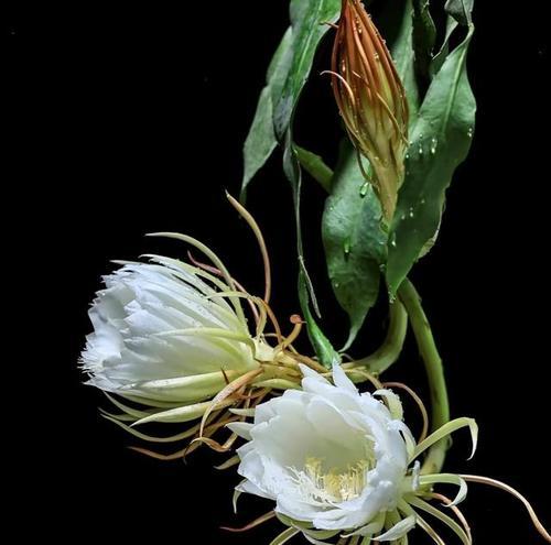 昙花的花语是什么？昙花寓意有哪些？