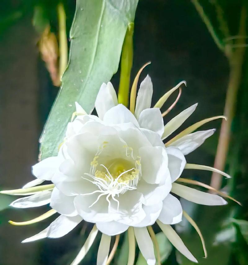 昙花的花语是什么？昙花寓意有哪些？
