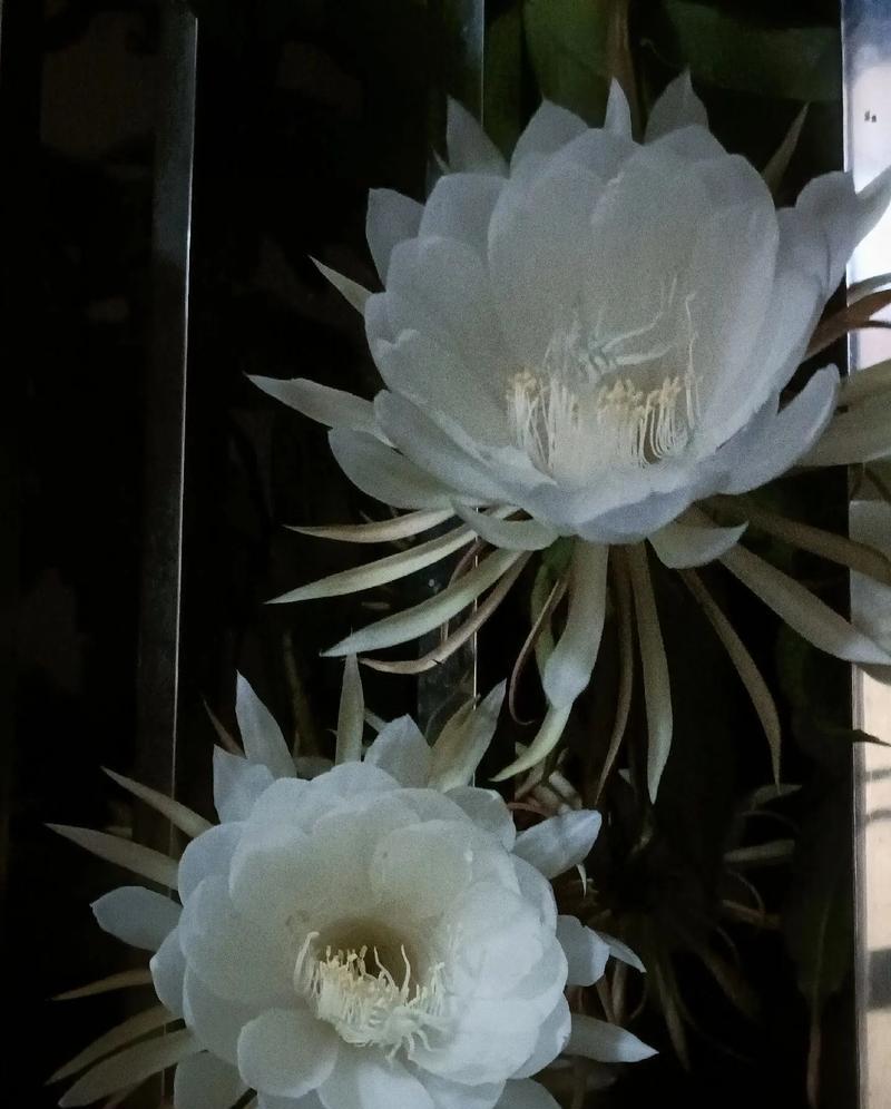 昙花的花语是什么？昙花寓意有哪些？