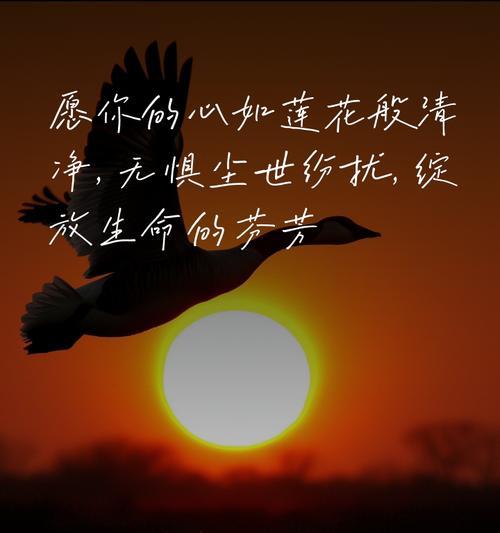 莲花在佛教中的花语是什么？莲花寓意有何深意？