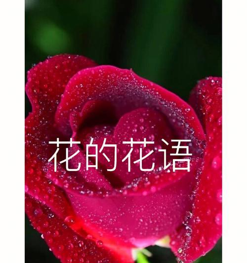 如何用花语表达说不出的爱？说不出的爱花语是什么？