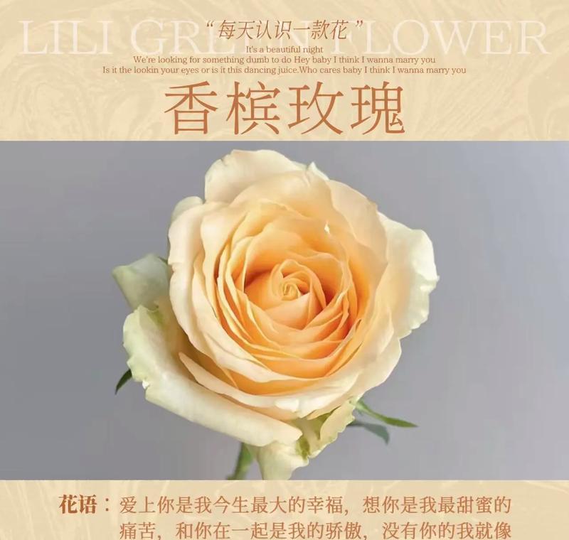 哪种花的花语代表沉溺？沉溺的花语含义是什么？