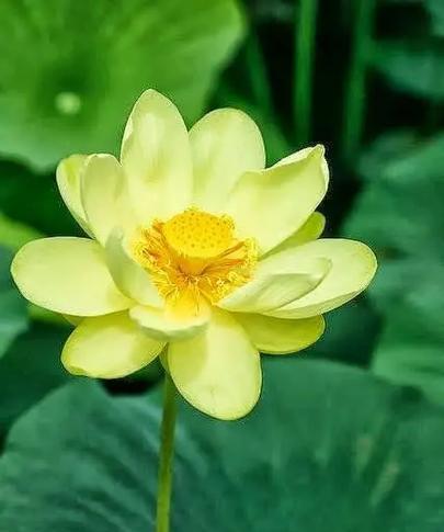 哪种花的花语代表沉溺？沉溺的花语含义是什么？