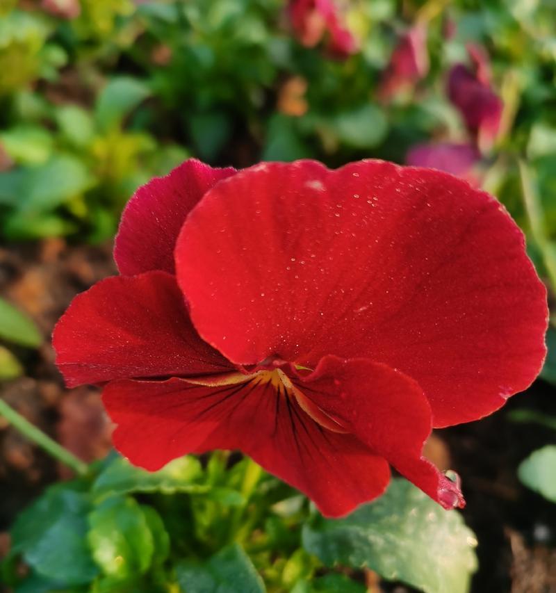 哪些花的花语代表娇弱？娇弱花语的含义是什么？
