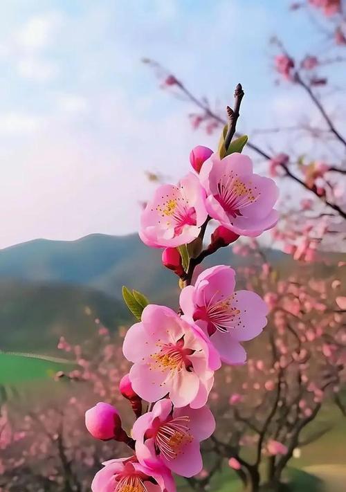 哪些花的花语代表娇弱？娇弱花语的含义是什么？