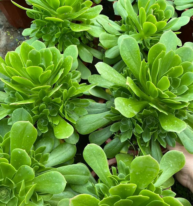 紫羊绒的花语寓意是什么？紫羊绒花语有何特别之处？
