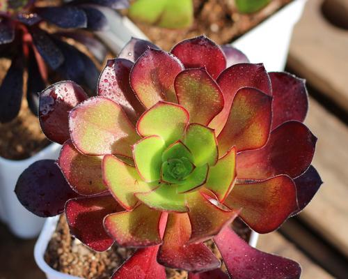 紫羊绒的花语寓意是什么？紫羊绒花语有何特别之处？