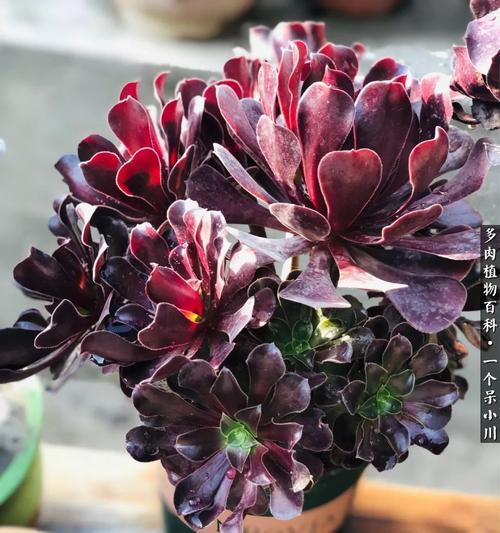 紫羊绒的花语寓意是什么？紫羊绒花语有何特别之处？