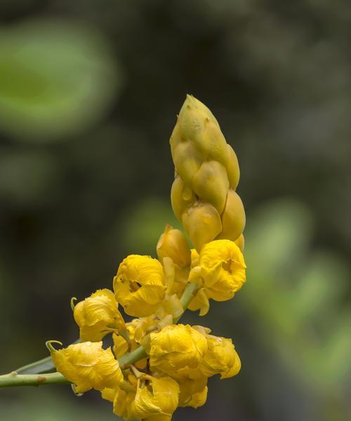 翅荚决明的花语是什么？翅荚决明寓意有何深意？