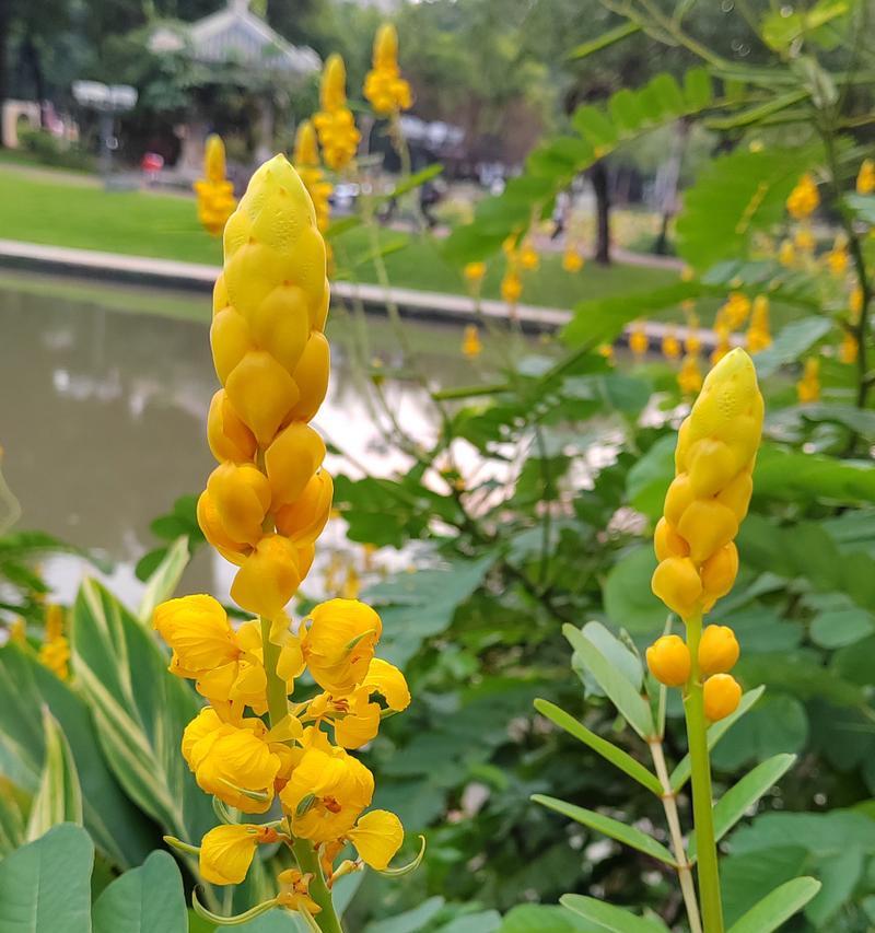 翅荚决明的花语是什么？翅荚决明寓意有何深意？