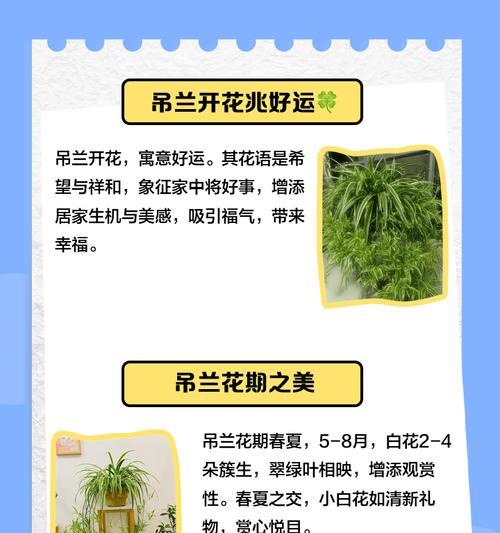 瑞士吊兰花的花语是什么？瑞士吊兰花寓意有何特别之处？