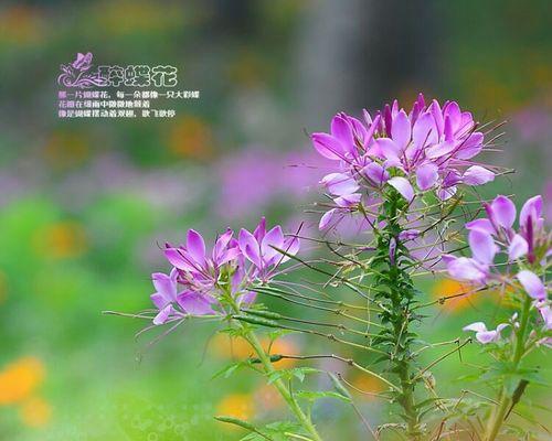 醉蝶花的花语词汇是什么？醉蝶花寓意有何深意？