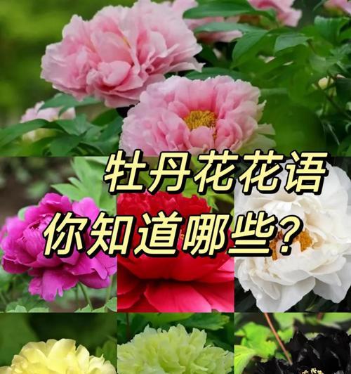 黑色大丽菊的花语是什么？黑色大丽菊寓意有何特别之处？