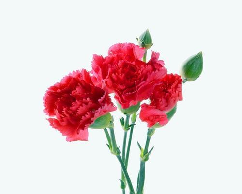 康乃馨的十句花语是什么？康乃馨寓意有何深意？