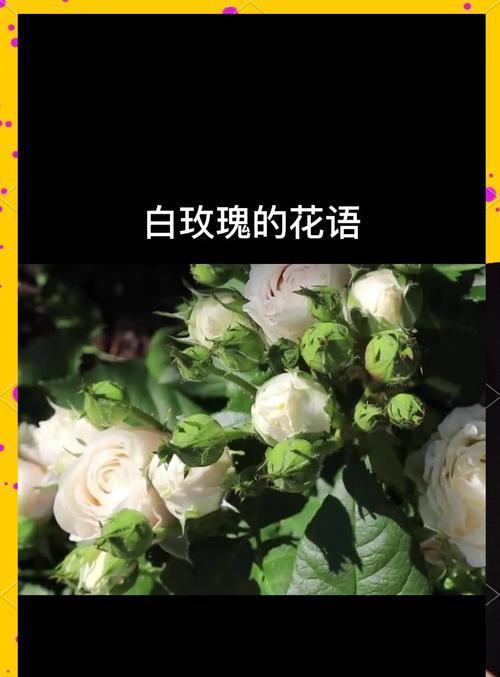 白色玫瑰的花语是什么？白色玫瑰寓意有何特别之处？