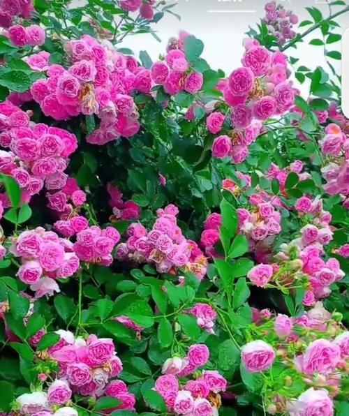 染色蔷薇的花语是什么？染色蔷薇寓意有何深意？