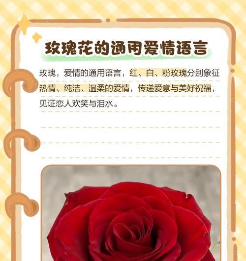 粉玫瑰的花语是什么？粉玫瑰寓意有何特别之处？
