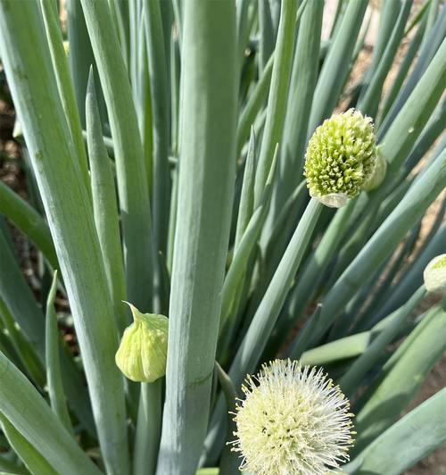 植物葱的花语是什么？植物葱寓意有何特别之处？