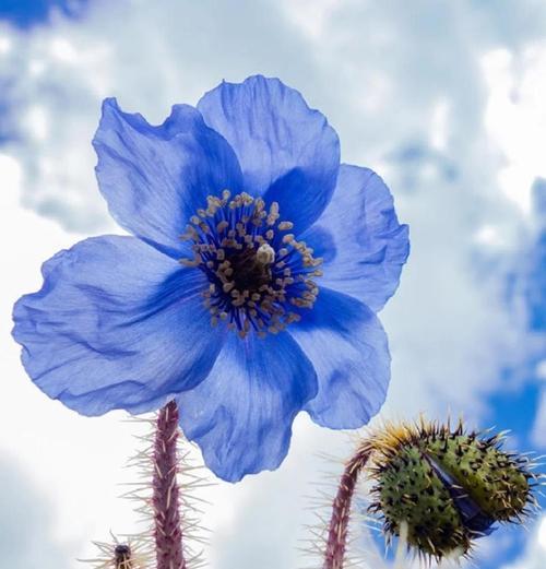白花绿绒蒿的花语是什么？白花绿绒蒿寓意有何深意？