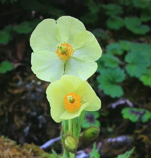 白花绿绒蒿的花语是什么？白花绿绒蒿寓意有何深意？