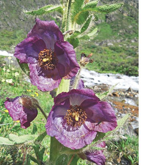 白花绿绒蒿的花语是什么？白花绿绒蒿寓意有何深意？