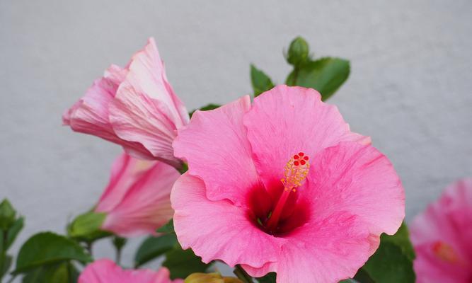 木槿的花语是什么？木槿花语与诗句有何关联？
