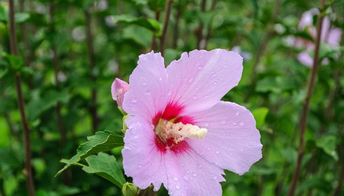 木槿的花语是什么？木槿花语与诗句有何关联？