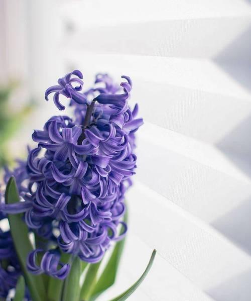 风信子花语代表什么个性特征？