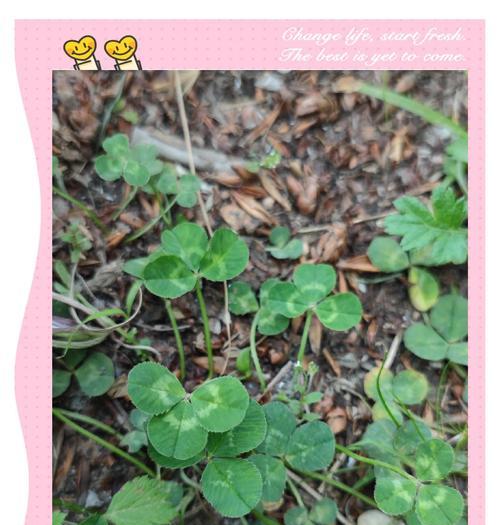白车轴草的花语有哪些含义？