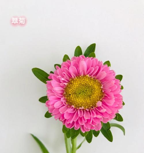 淡粉翠菊的花语是什么？