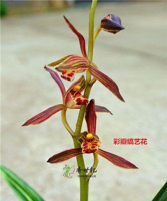 兰花中的墨兰花语有何特别之处？
