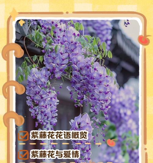 罕见花卉的花语有哪些独特之处？