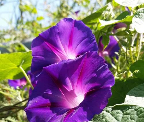 紫色昙花的花语代表了什么？