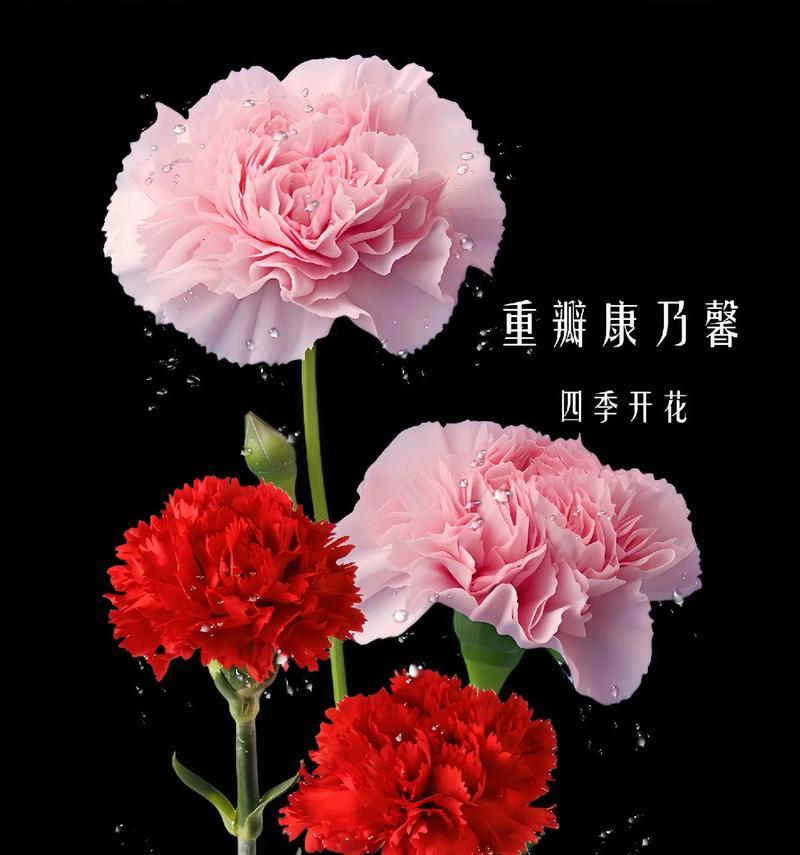 花卉的花语有哪些不同的含义？