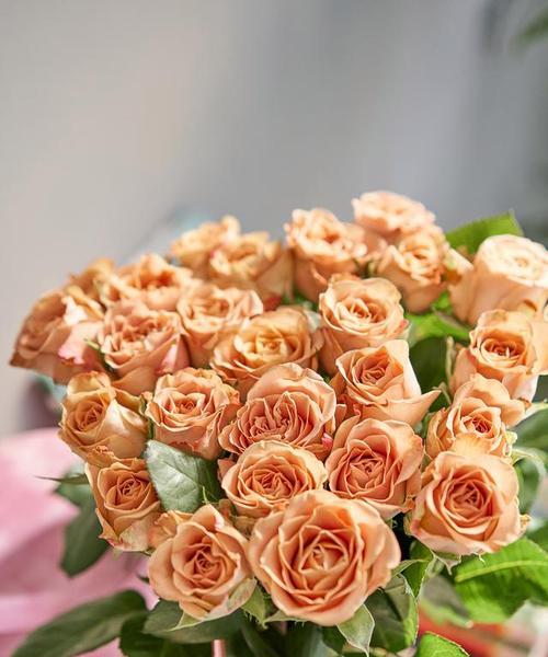 孔雀花芋的花语是什么？