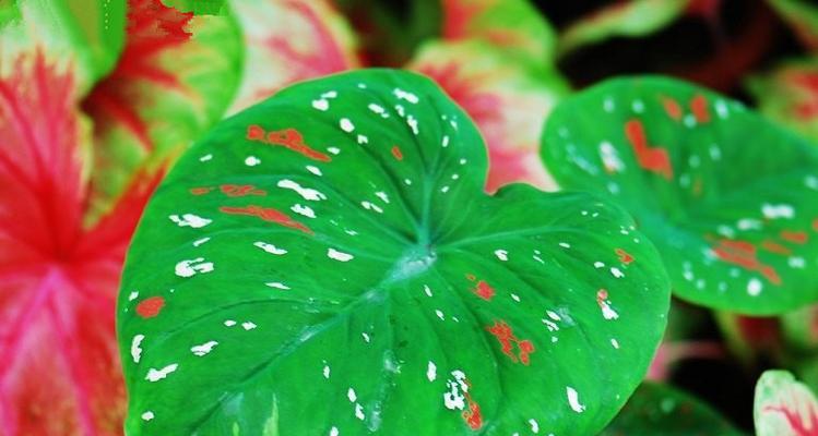 孔雀花芋的花语是什么？