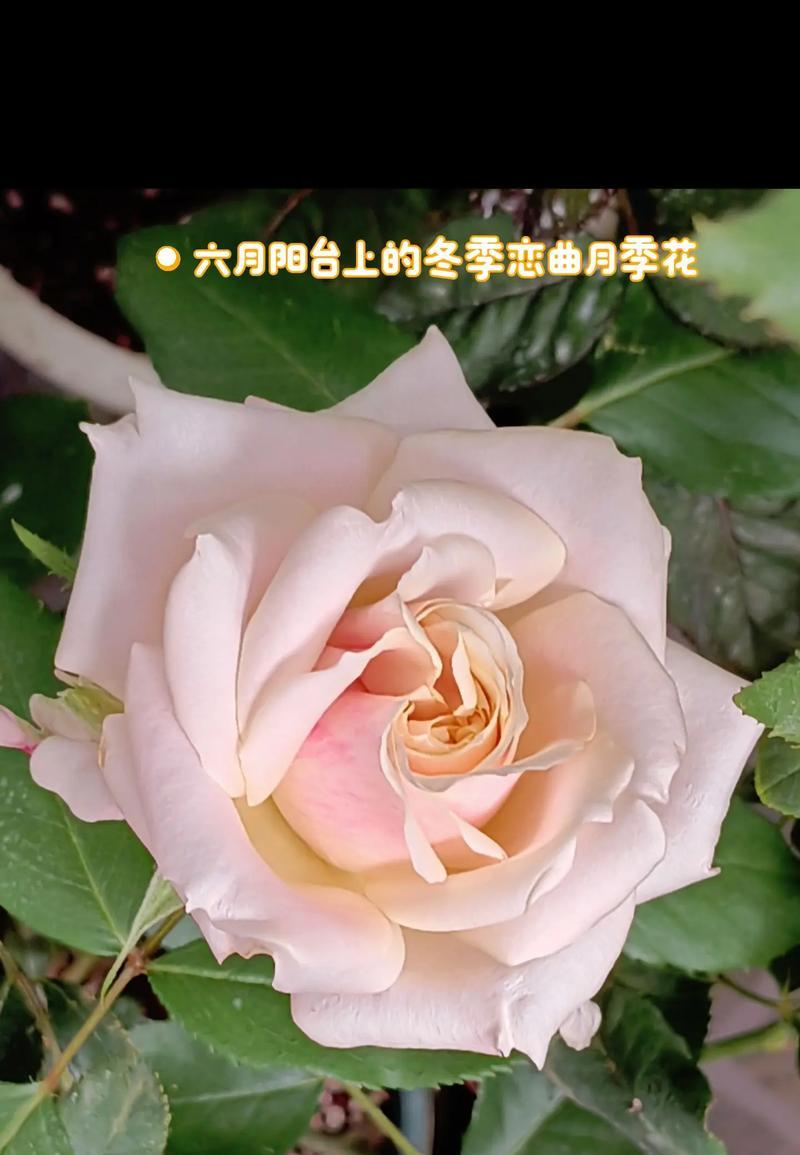 哪些花的花语与冬天相关？