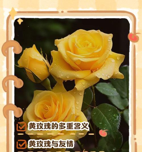 如何通过玫瑰花语进行情感推销？