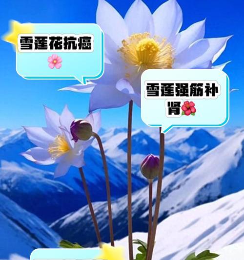 香雪铁线莲的花语有何深意？