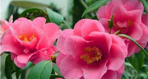 吉娃莲的花语有哪些寓意？