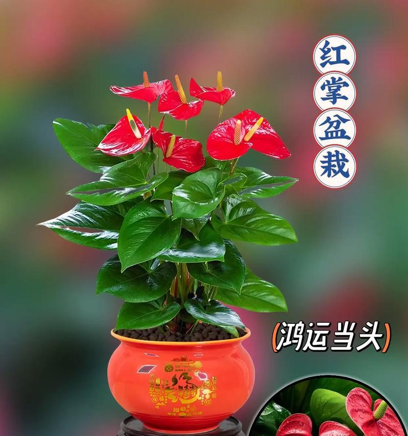 家庭常养花卉的花语有哪些？