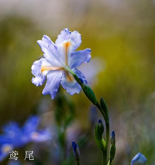家庭常养花卉的花语有哪些？