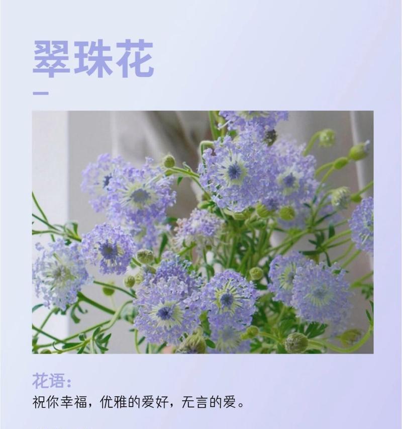 家庭常养花卉的花语有哪些？