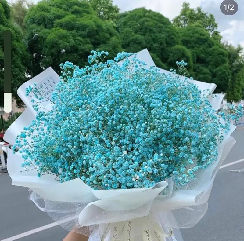 满天星的诗意花语是什么？