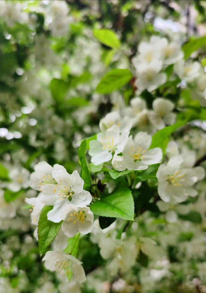 有哪些花的花语与遗忘有关？