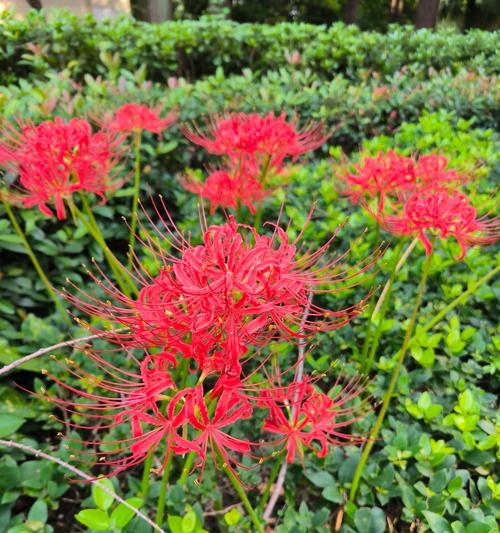 彼岸花的花语反映了怎样的性格？