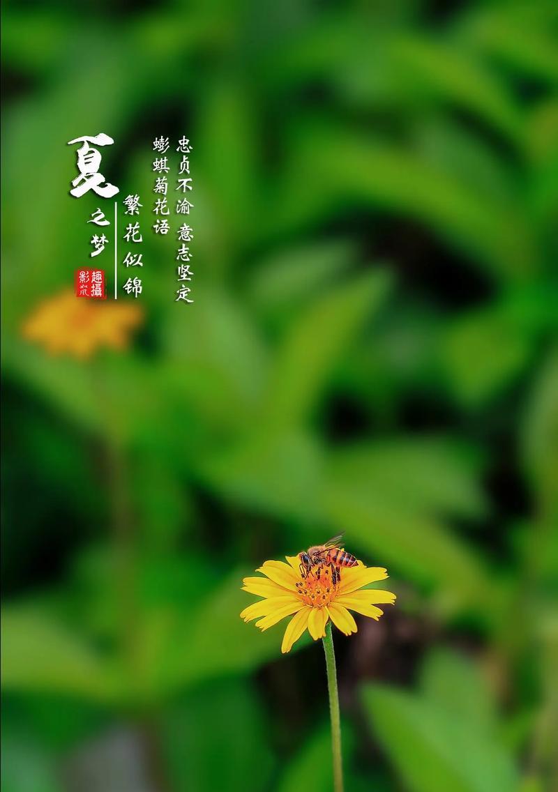 花与菊花的花语有何不同？